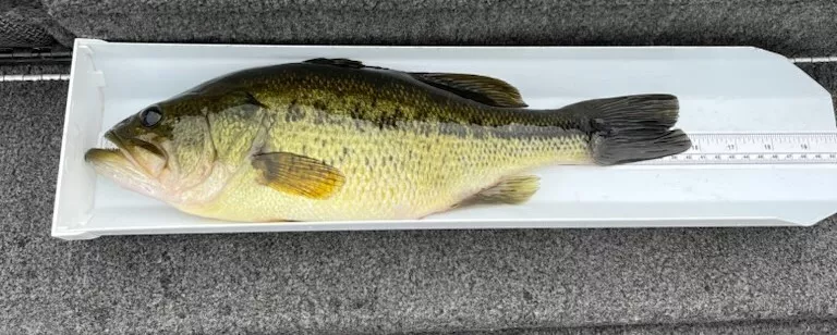 Fish Slip, Bump Board, Fish Cradle/Tray with Tape Measure New 20" or 30" - Image 3