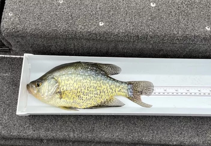 Fish Slip, Bump Board, Fish Cradle/Tray with Tape Measure New 20" or 30" - Image 7
