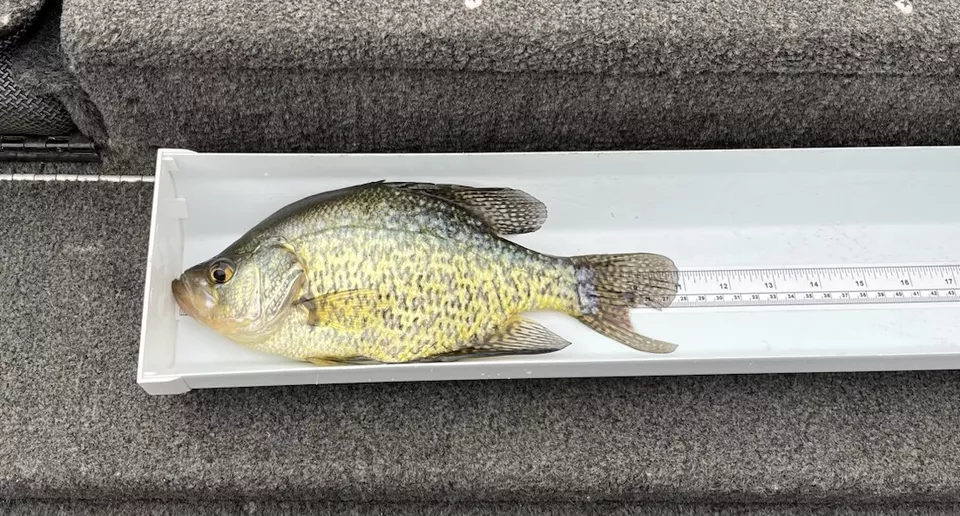 Fish Slip, Bump Board, Fish Cradle/Tray with Tape Measure New 20" or 30" - Image 5