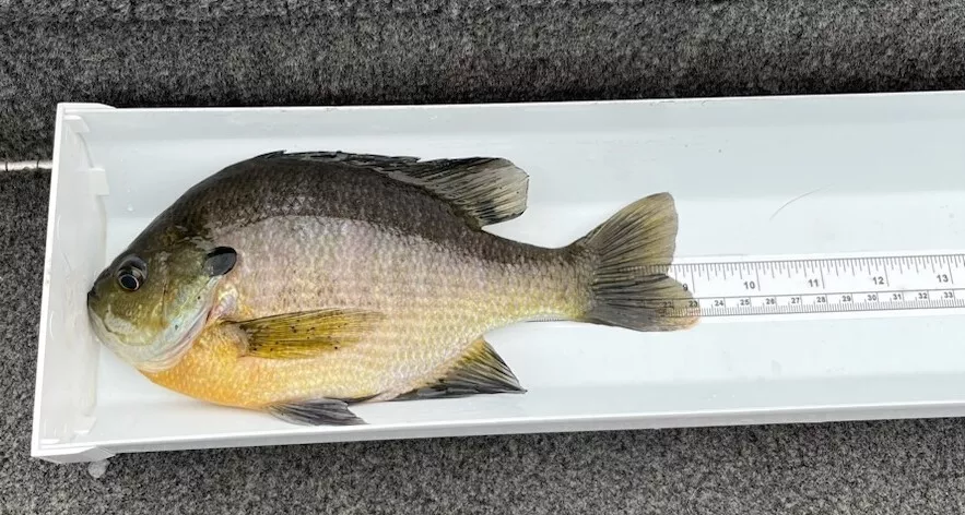 Fish Slip, Bump Board, Fish Cradle/Tray with Tape Measure New 20" or 30" - Image 4