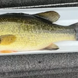 Fish Slip, Bump Board, Fish Cradle/Tray with Tape Measure New 20" or 30"
