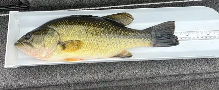 Fish Slip, Bump Board, Fish Cradle/Tray with Tape Measure New 20" or 30"